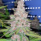 Tropicanna Poison F1 Fast Version Feminized Seeds (Sweet Seeds)