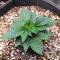 White Rhino (Herbies Seeds)