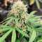 Girl Scout Cookies Autoflower (Herbies Seeds)