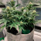 Grandaddy Purple Autoflower (Herbies Seeds)