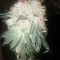 Green Ninja (Heavyweight Seeds)