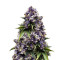 Auto Purple feminized seeds (Original Sensible Seeds)