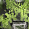 Black Jack Seeds