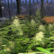 Buddha Deimos Auto Regular seeds