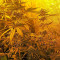 Chocolate Mint OG Seeds