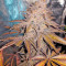 Chocolate Mint OG Seeds