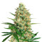 Cole Train Seeds