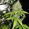 Dark Ghost Train Seeds