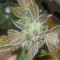 Graines de cannabis Do-Si-Dos (Pyramid Seeds)