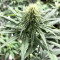 Semi femminizzati di Gorilla × White Widow