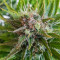 Grapefruit Auto Seeds