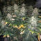 Green Gelato Automatic Auto Seeds