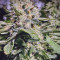 Hindu Kush feminized seeds