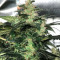 Jack Herer feminized seeds (The Bulldog Seeds)