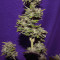 Graines de cannabis King Kong Auto (Dr Underground)