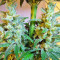 Malawi x PCK (Ace Seeds)
