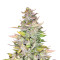 Mexican Sativa Seeds
