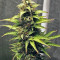 NL Auto Seeds