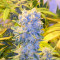 Semi femminizzati Northern Lights (White Label Seed Company)