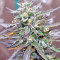 Panama D.C. Seeds