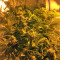 Sherbet (Seedstockers)