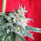 Snow Moon Seeds