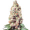 Somari Seeds
