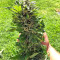 Strawberry Banana feminized seeds