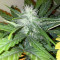 Graines de cannabis Super Skunk Automatic (White Label)