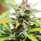 White Haze Automatic feminized seeds