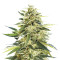 Graines de cannabis X18 Pure Pakistani Regular (Reserva Privada)