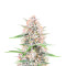 Bruce Banner Autoflower Feminized Seeds (Seedkeepers)