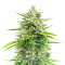 Bruce Banner Fast Version (Herbies Seeds)