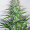 Candy Kush Auto (Auto Seeds)