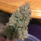 Critical + 2.0 Seeds