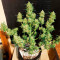 Extreme Impact Auto Seeds