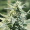 Graines de cannabis Golden Haze (Devils Harvest Seeds)