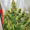 เมล็ด Gorilla Purple Autoflower (EGS)