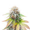 Graines féminisées de Keep Frosted Guava Autoflower (Seedkeepers)