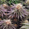 Lemon Drizzle Seeds (Barney's Farm)