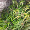 Power Plant (Herbies Seeds)