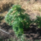 LSD Seeds - Cannabis Strain Seeds for Sale