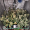 LSD Seeds - Cannabis Strain Seeds for Sale