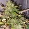 Gorilla Cookies Seeds