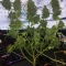 Semi di cannabis fem Gelato Auto in vendita
