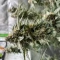 Girl Scout Cookies (Herbies Seeds)