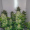 Buy Auto Banana Blaze feminized seeds by Dutch Passion