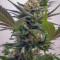 Sweet Skunk F1 Fast Version (Sweet Seeds)