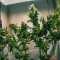 Sweet Tooth #1 Seeds - Cannabis Strain Seeds for Sale