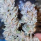 Orange Sherbert Seeds - Cannabis Strain Seeds for Sale